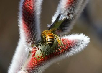 Honey bee on willow blossom