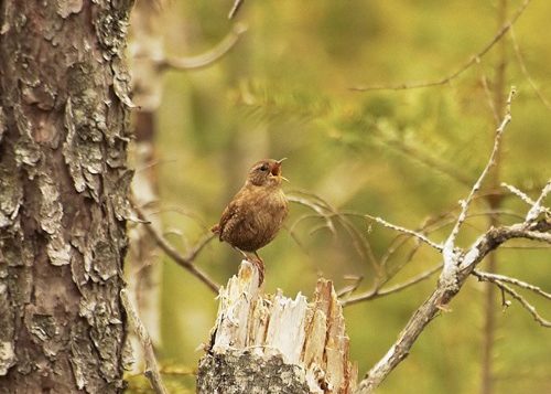 Winter wren