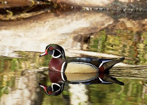 Wood Duck