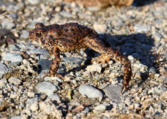 Woodhouse's toad