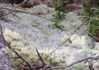 Bass Harbor woods