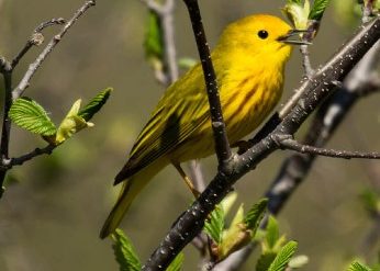 Yellow Warbler