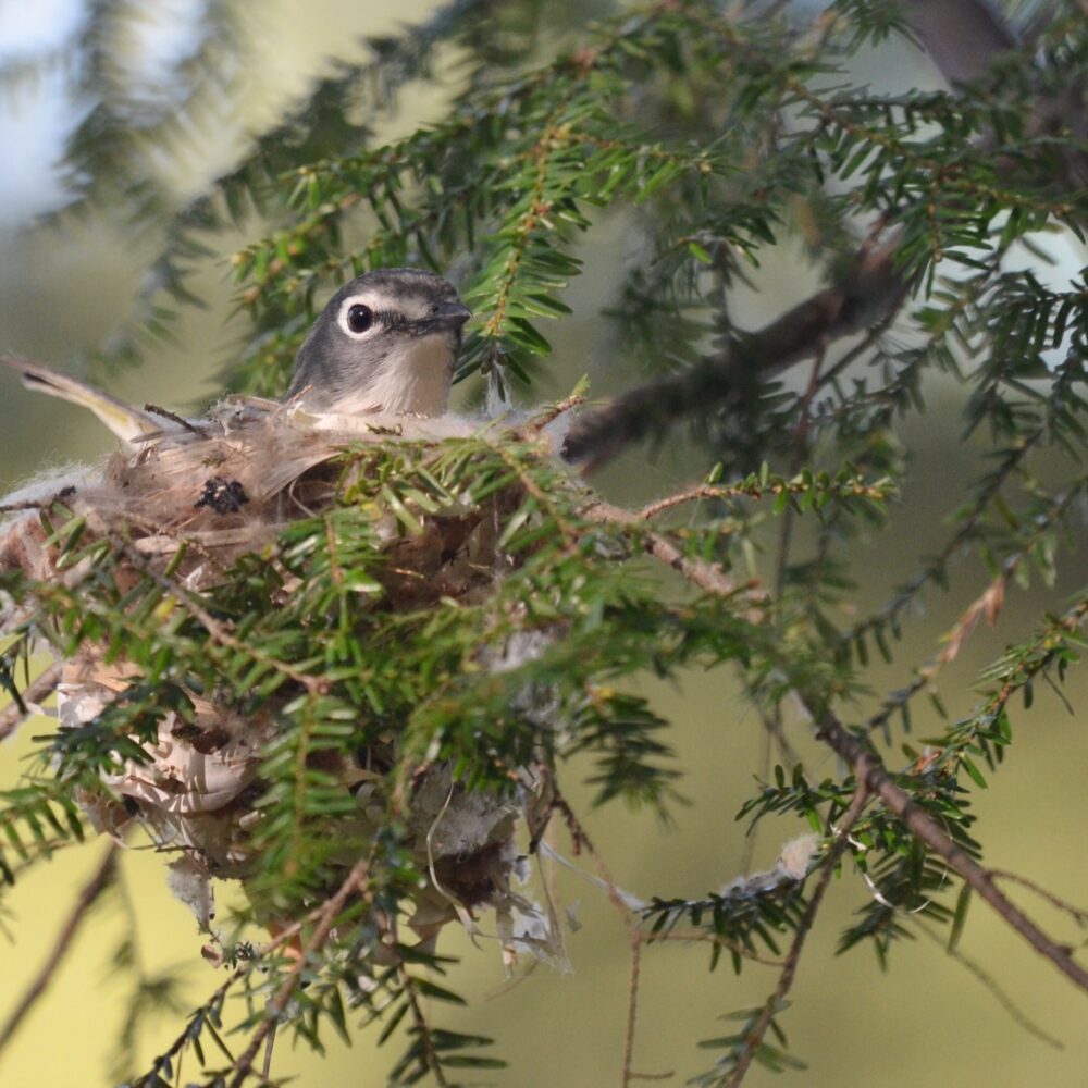 Blue-headed Vireo