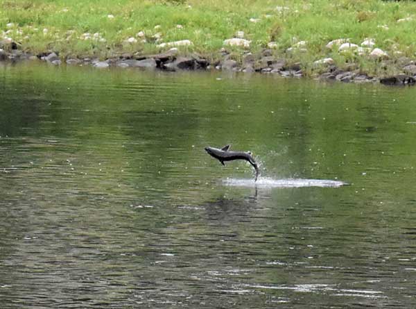 sturgeon in Kennebec River