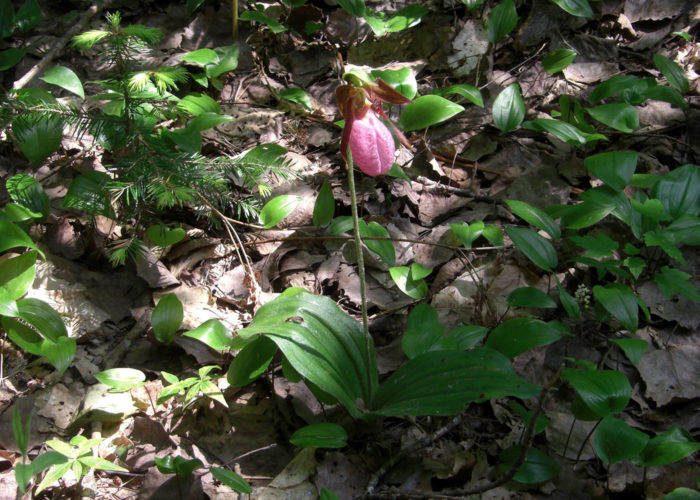 Lady's Slipper