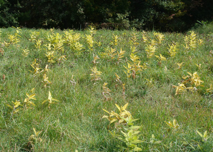 Milkweed meadow