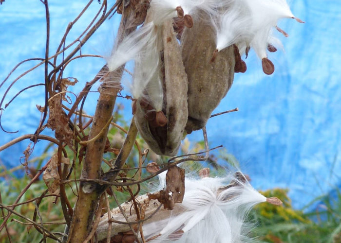 Milkweed pod