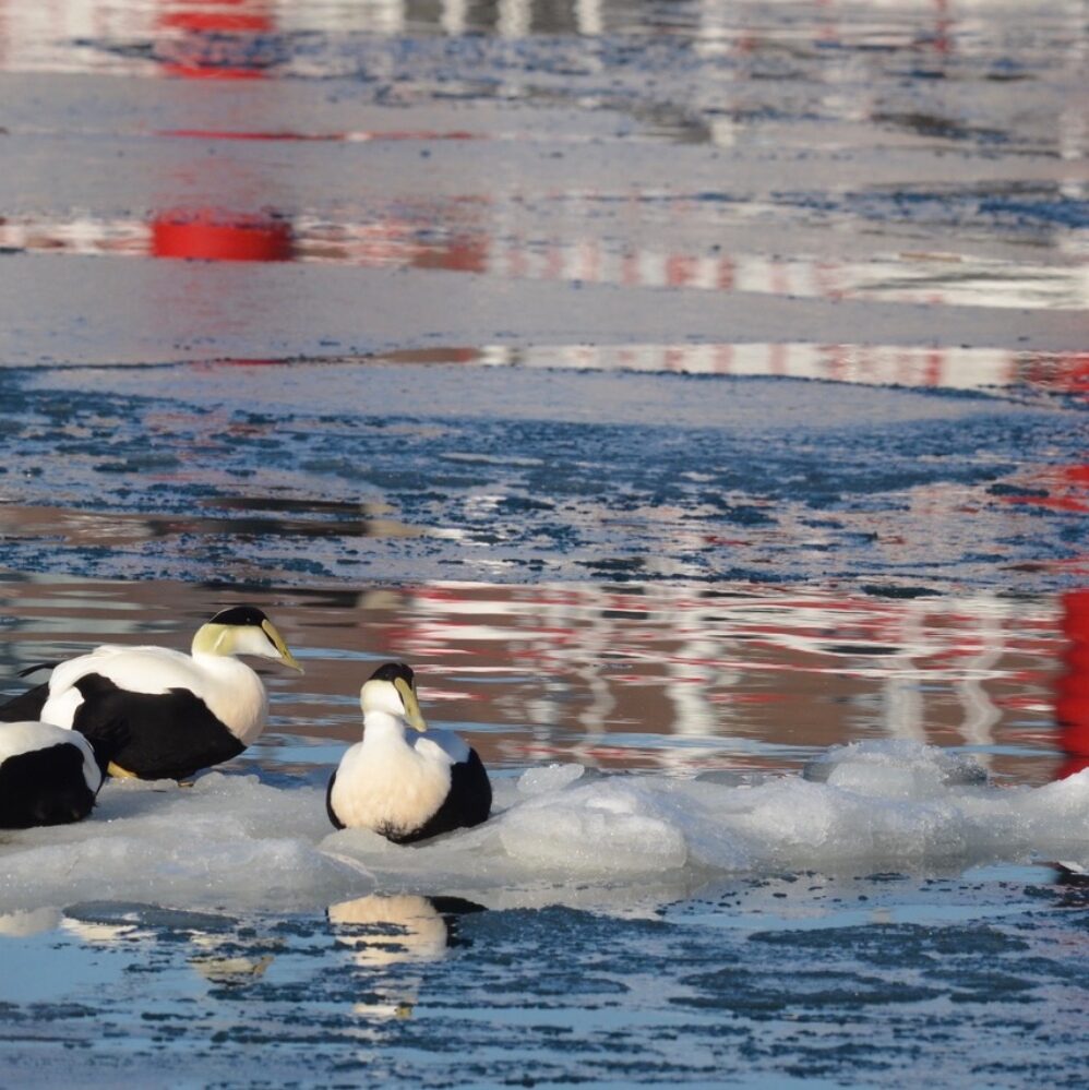 Eiders in Portland