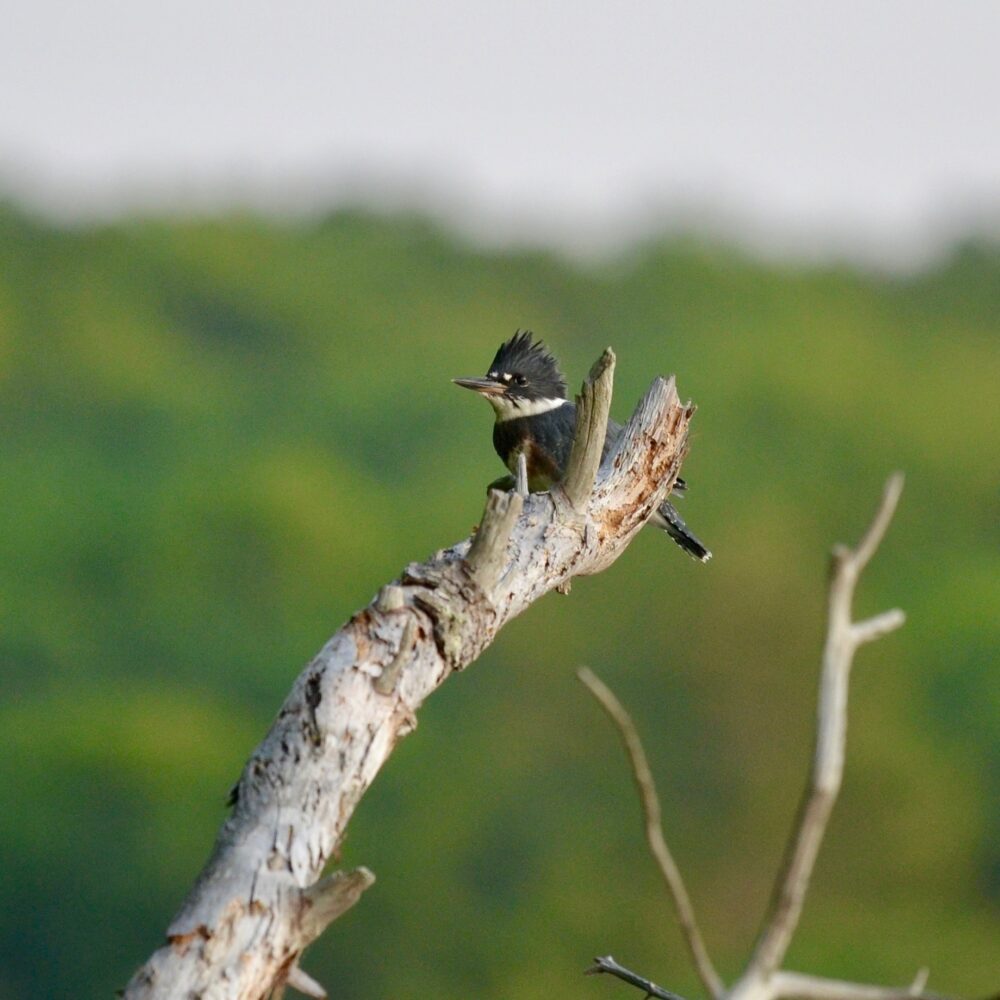 Kingfisher