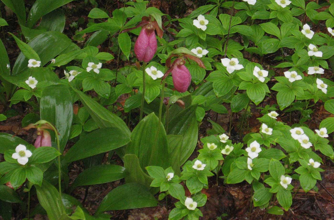 lady slippers Jewell Childs Hurd