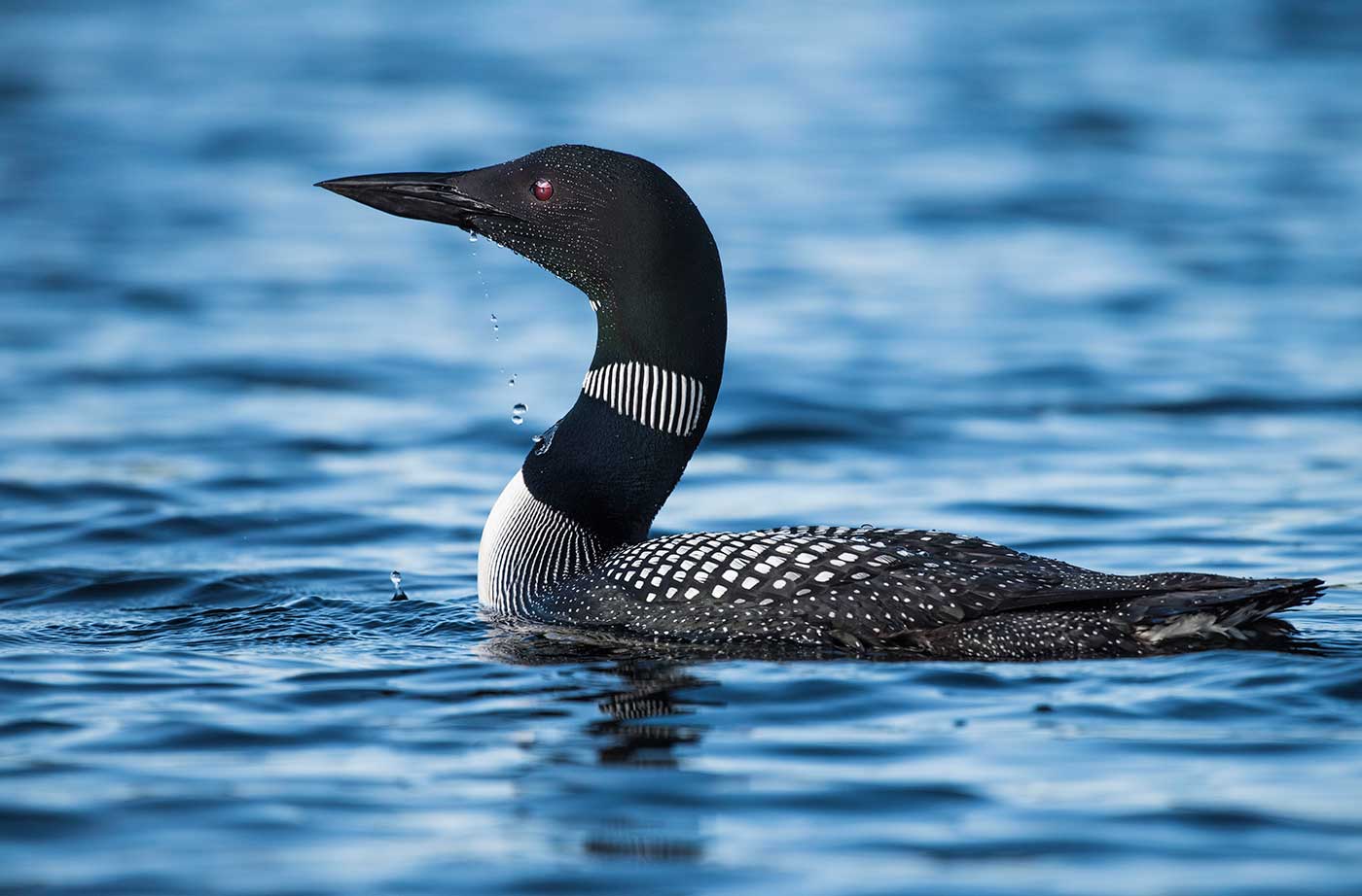 Common Loon by Larry Mingledorff