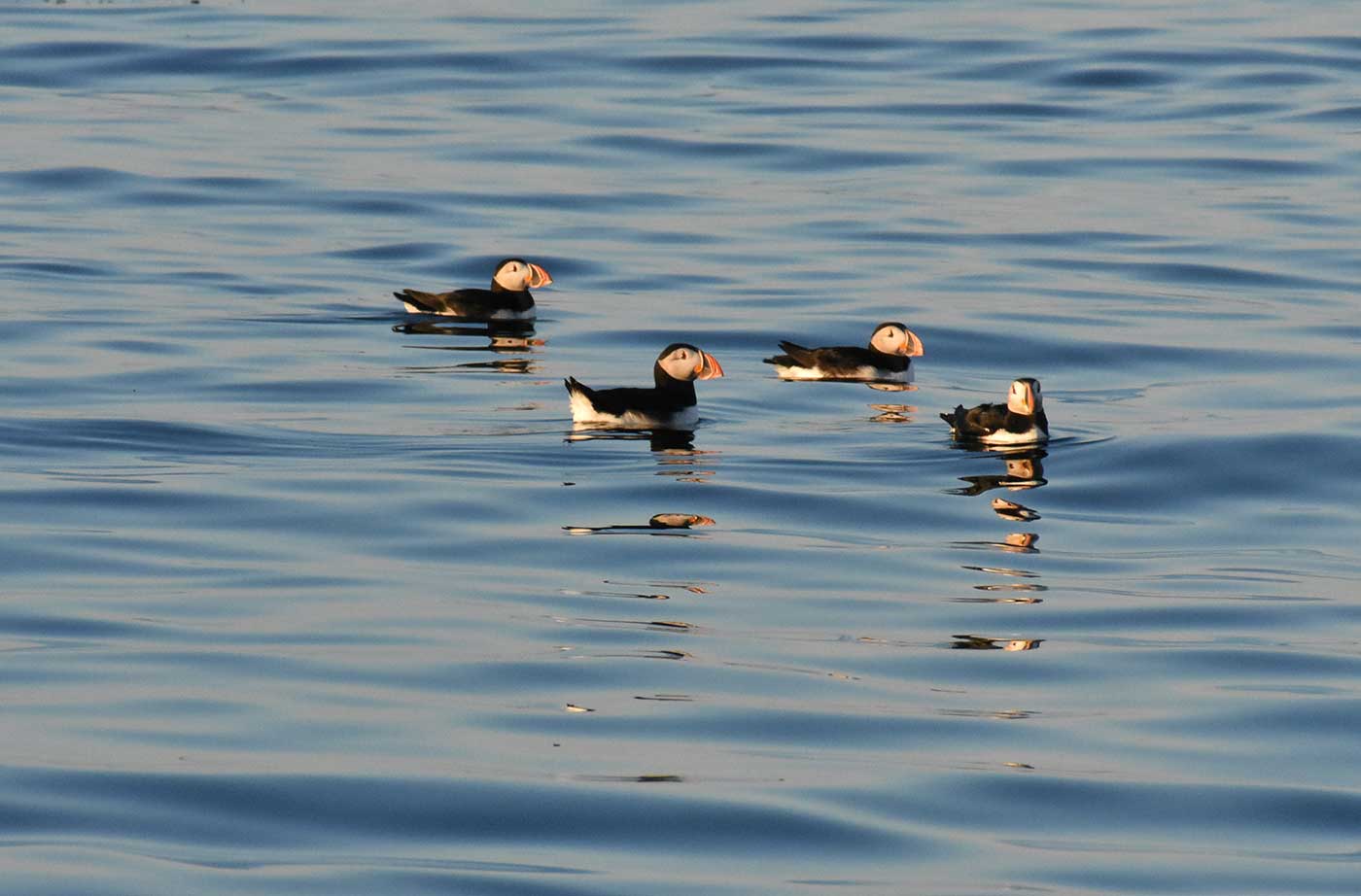 Atlantic Puffins