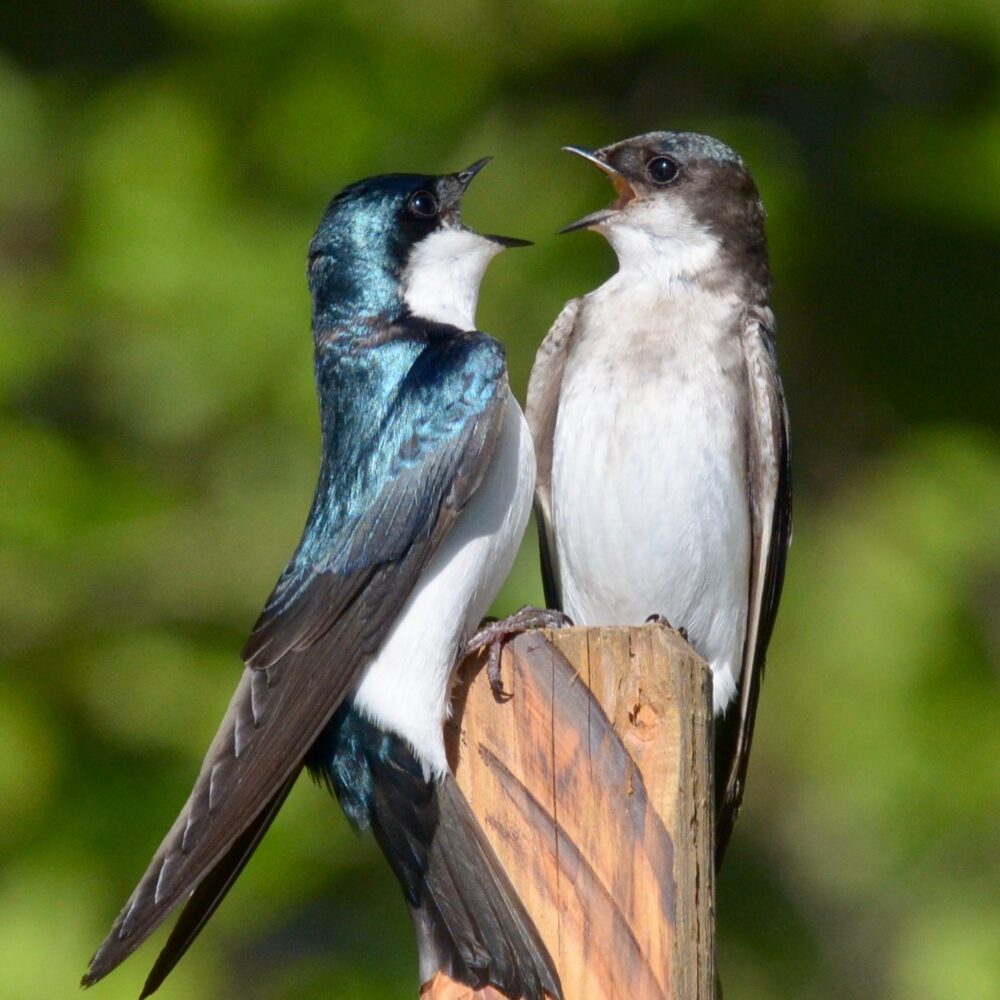 Tree Swallows