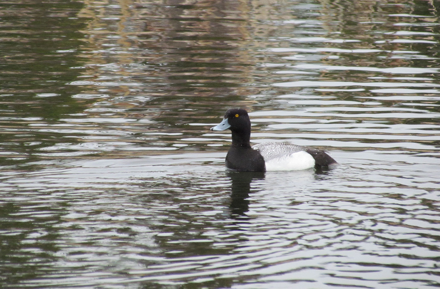 Greater Scaup