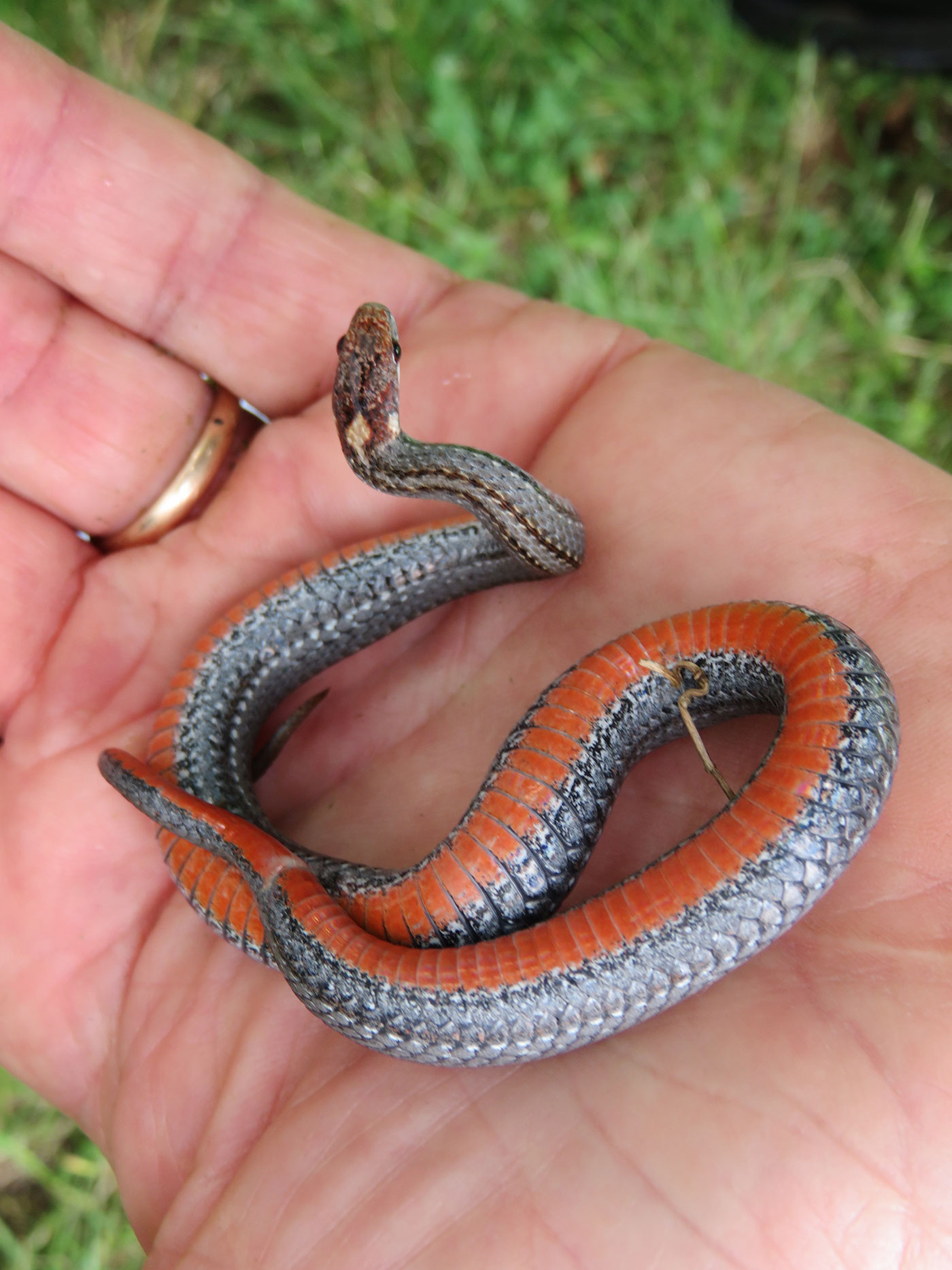 red-bellied snake in Dexter