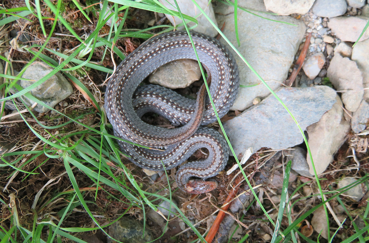 red-bellied snake