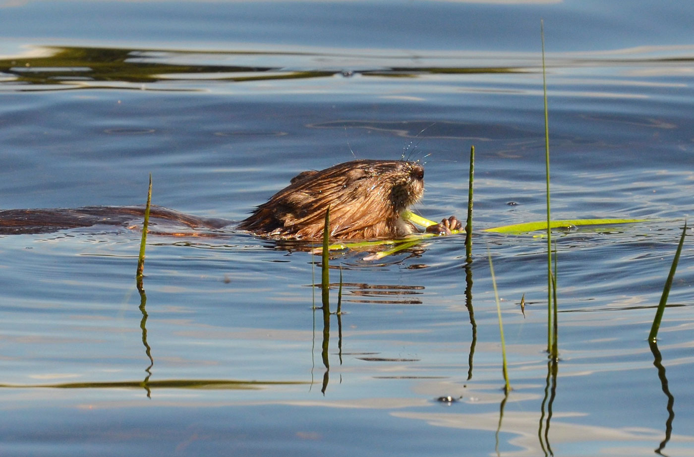 Dyer Long Pond beaver