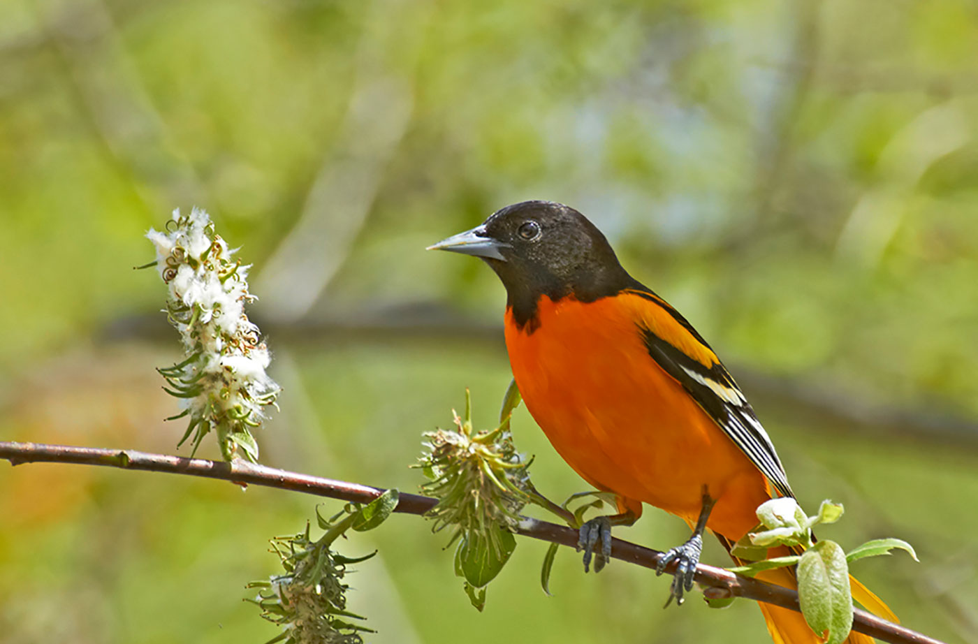 Baltimore Oriole