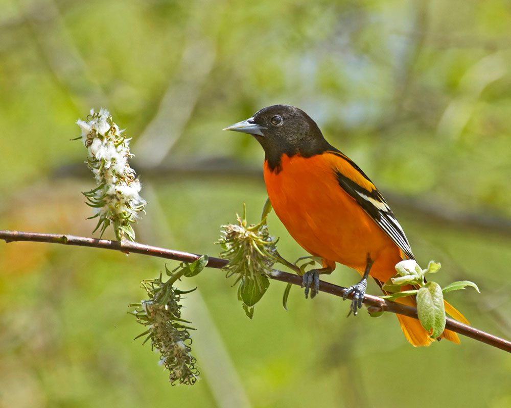 Baltimore Oriole