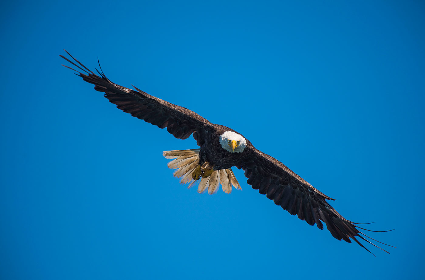 Bald Eagle