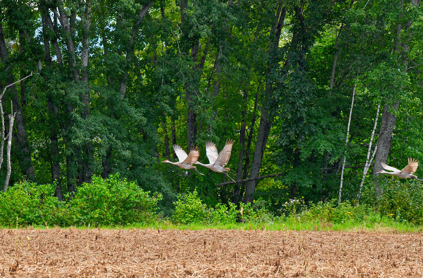 Sandhill Cranes in Fryeburg