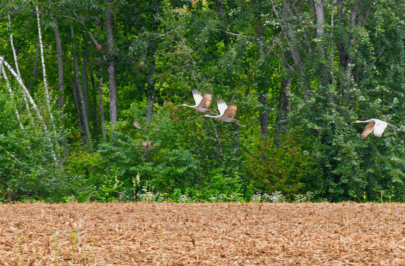 Sandhill Cranes flying