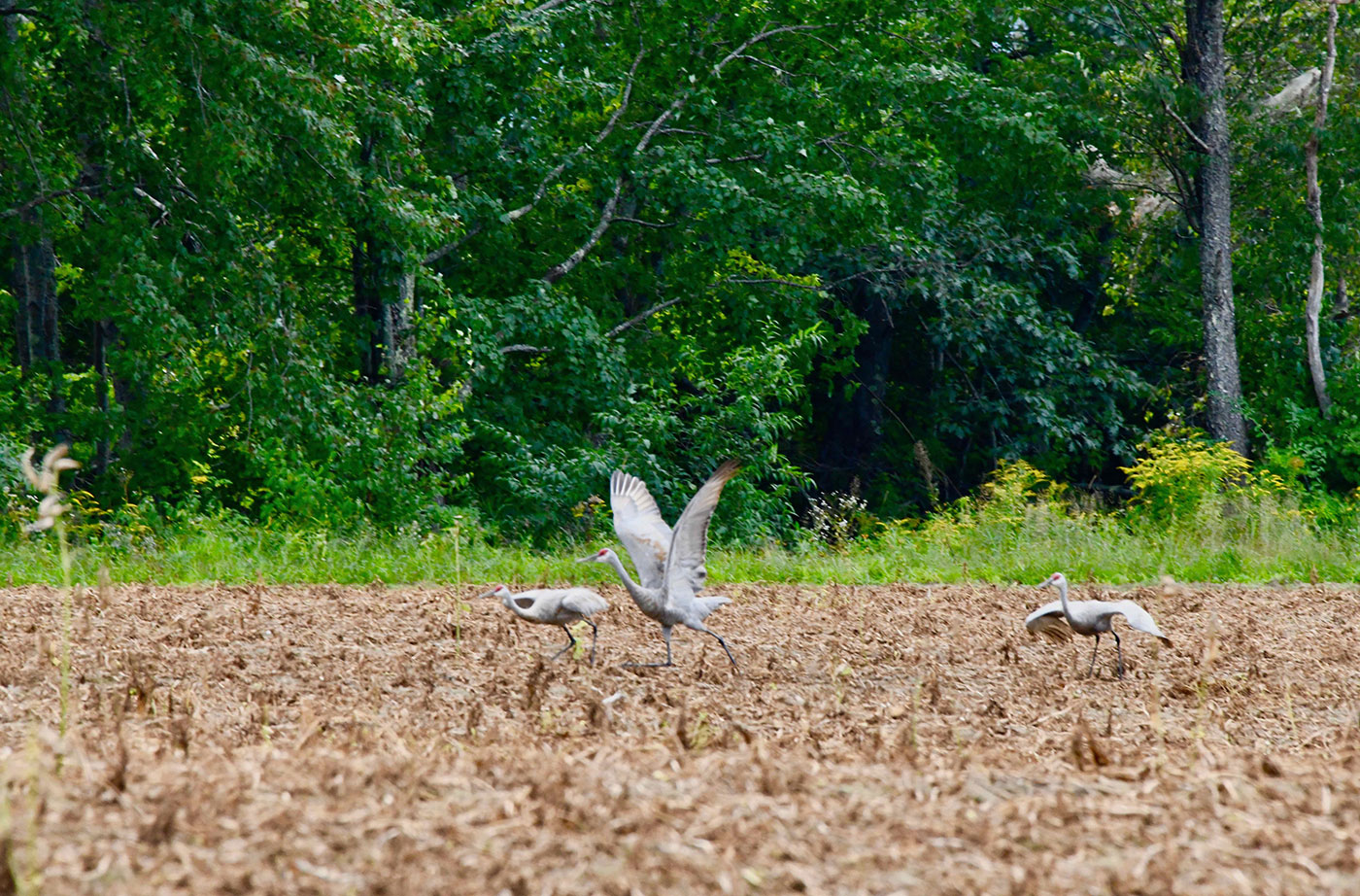 Sandhill Cranes in Fryeburg, Maine