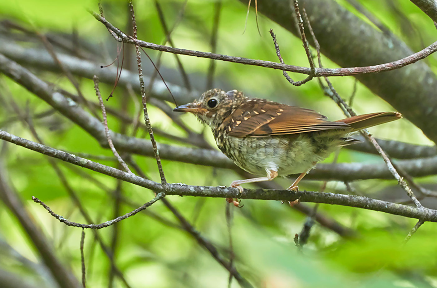 Juvenile Wood Thrush