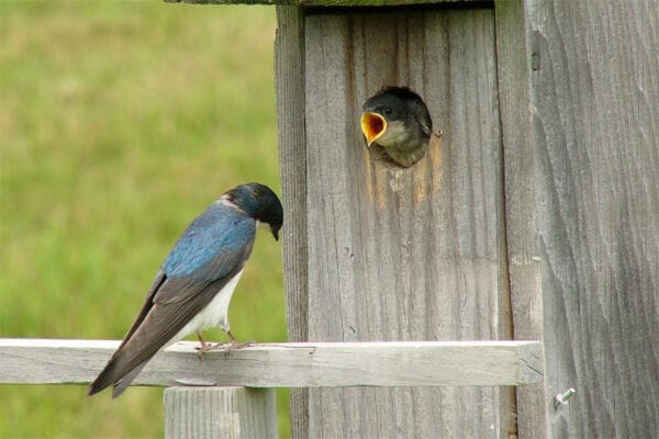 Tree Swallows