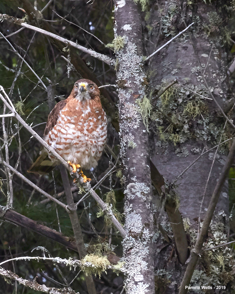 Broad-wing Hawk