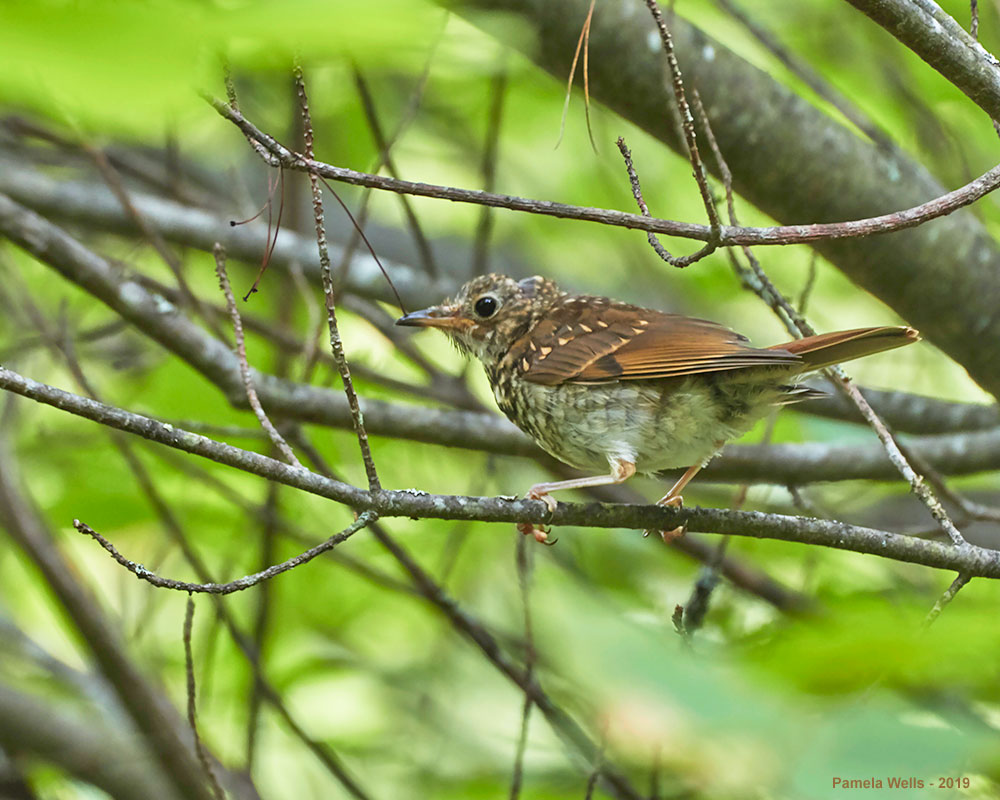 Juvenile Wood Thrush