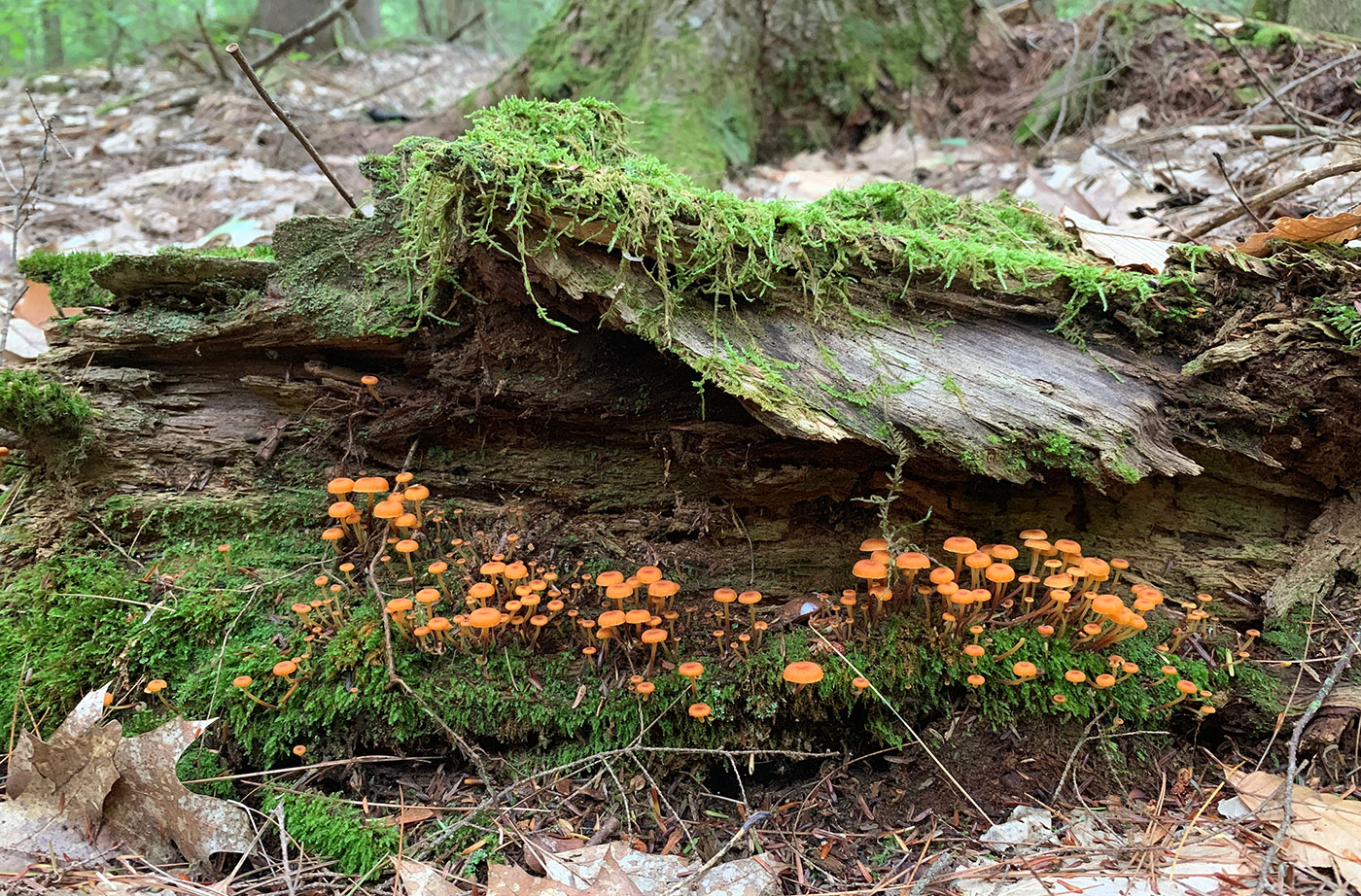 mushrooms in Wayne