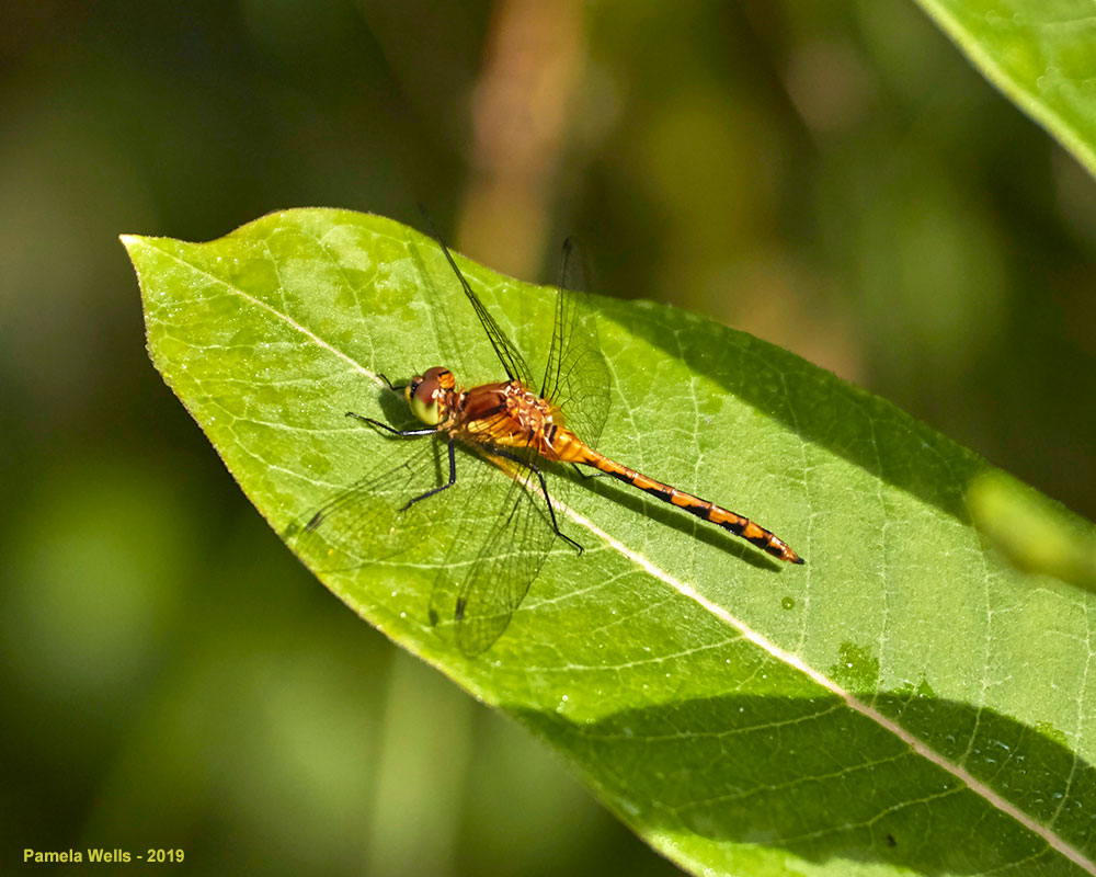 Orange Meadowhawk dragonfly