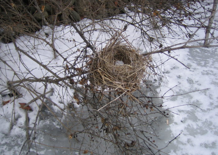Winter nest