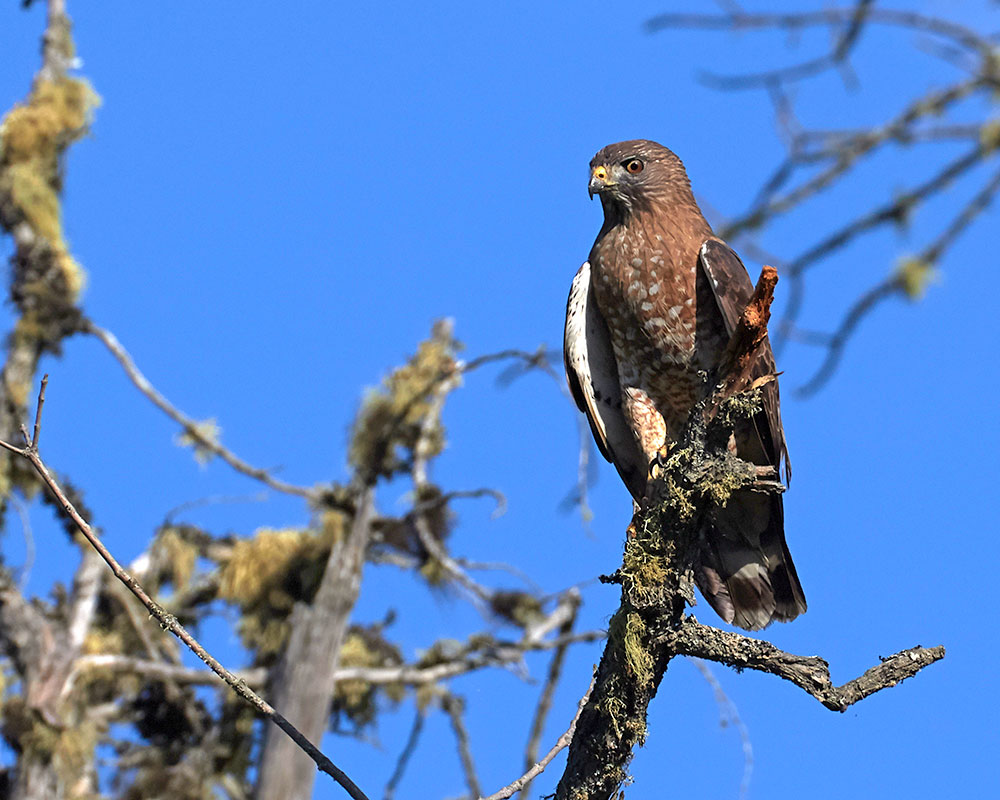 Broad-winged Hawk