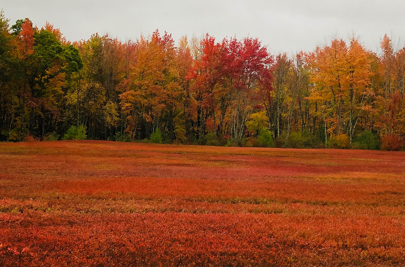 Blueberry fields in Cherryfield