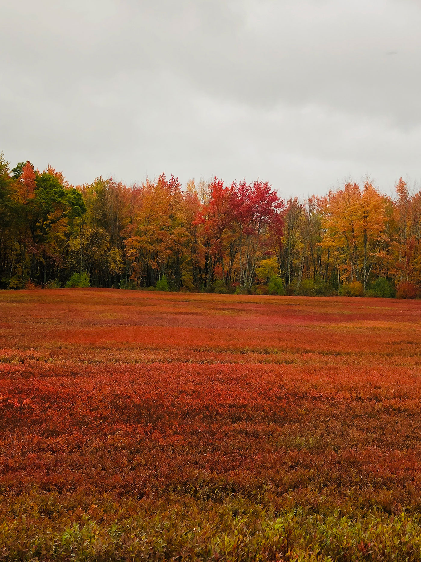 Blueberry field in Cherryfield