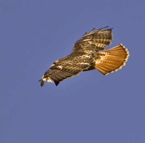 Red-tailed Hawk