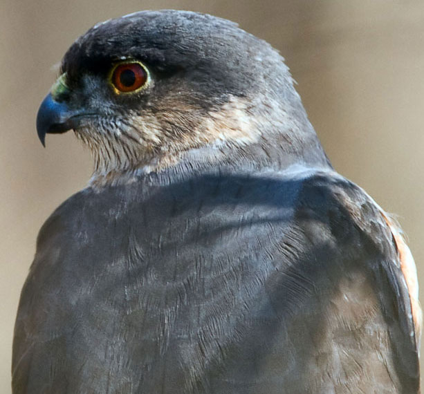 Sharp-shinned Hawk