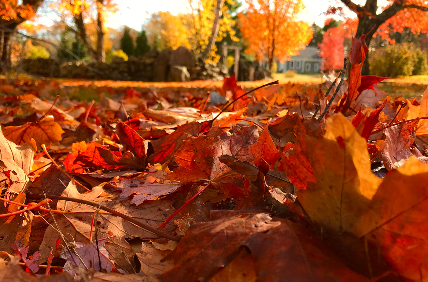 A Leaf in the Pile