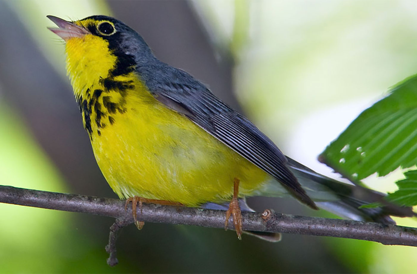 Canada Warbler. Photo by Kirk Rogers