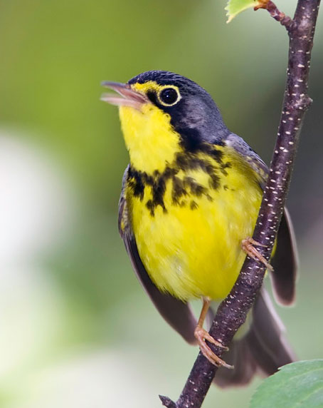 Canada Warbler. Photo by Kirk Rogers