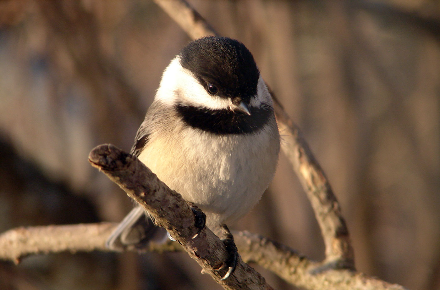 chickadee