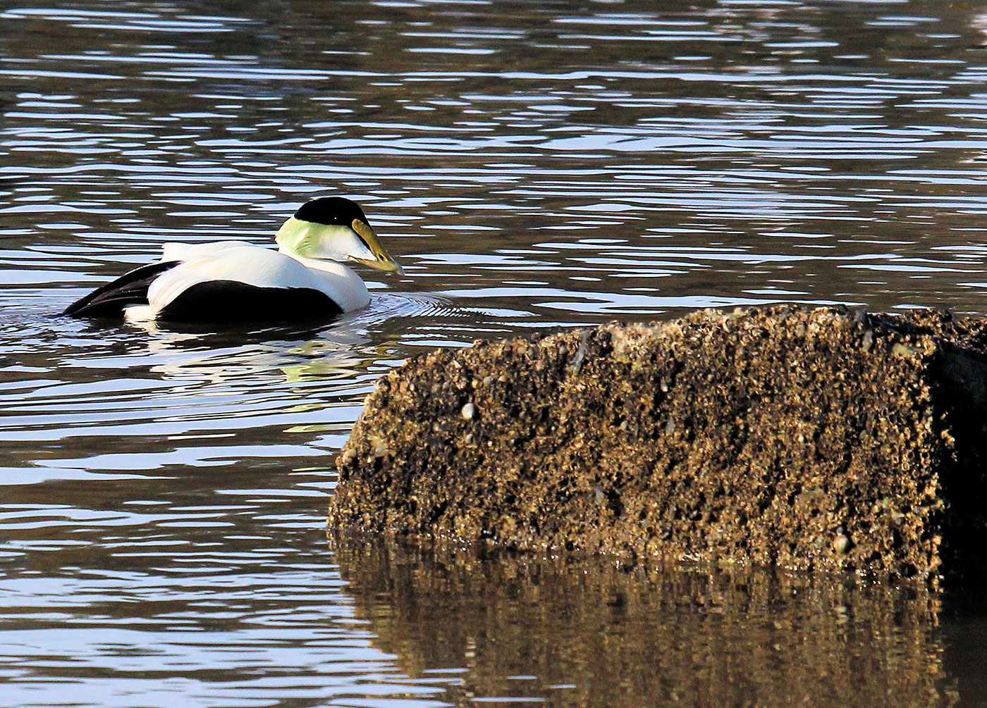 Common Eider