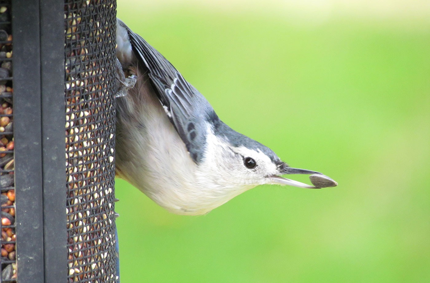 Nuthatch