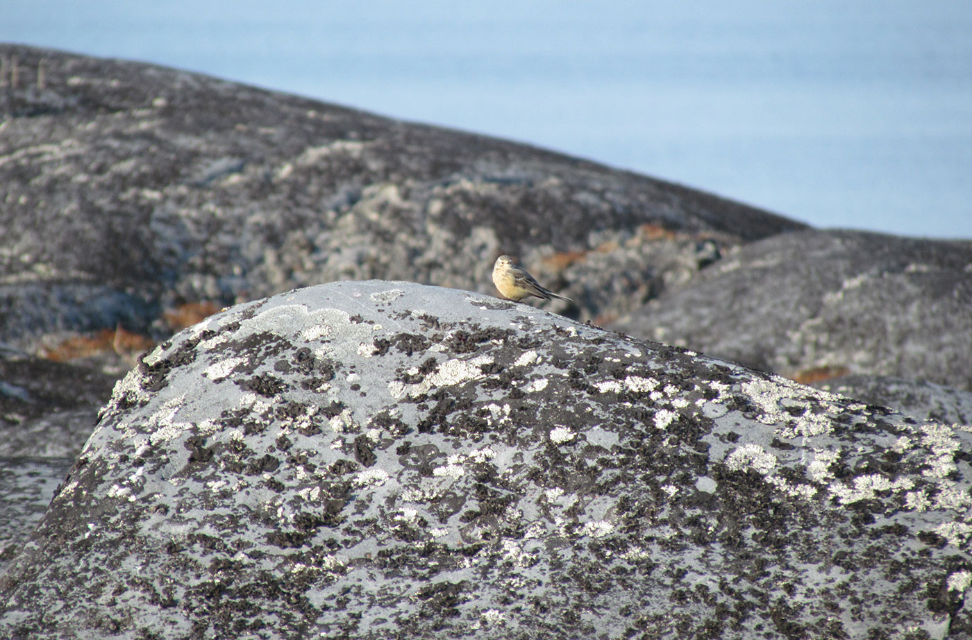 American Pipit