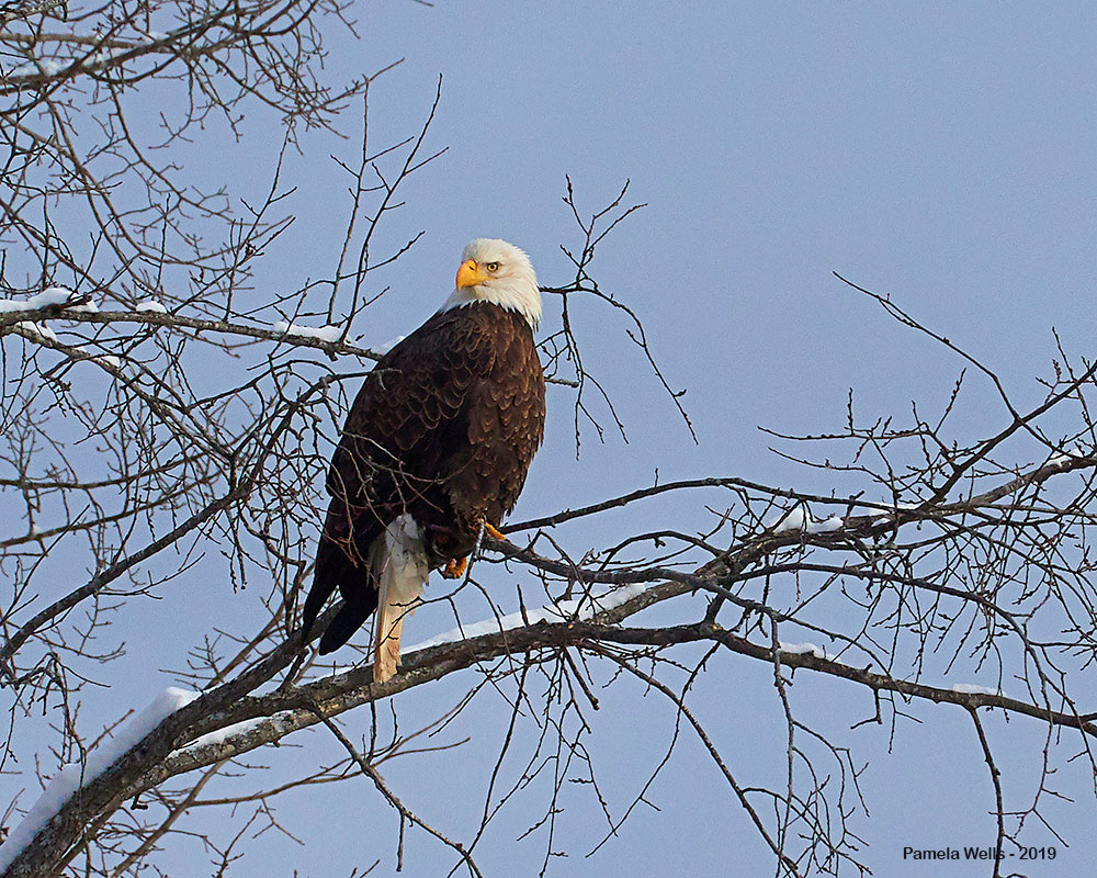 Bald Eagle over Penobscot by Pam Wells