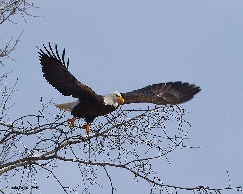 Bald Eagle over Penobscot by Pam Wells