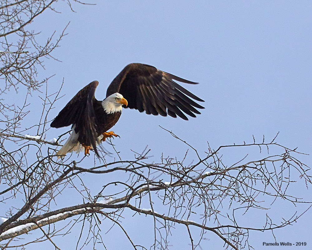Bald Eagle over Penobscot by Pam Wells