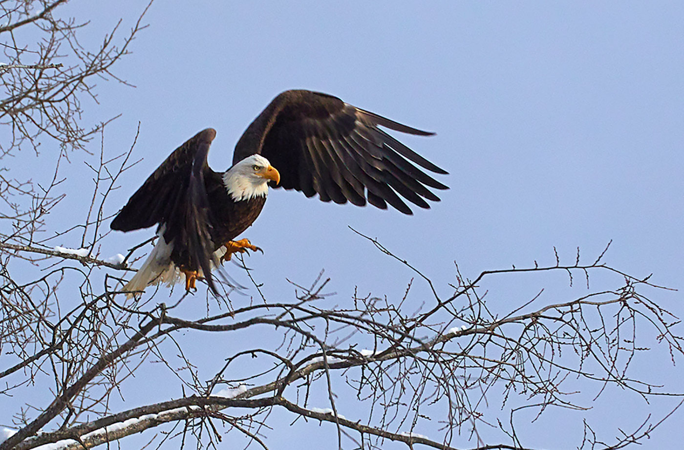 Bald Eagle over Penobscot by Pam Wells